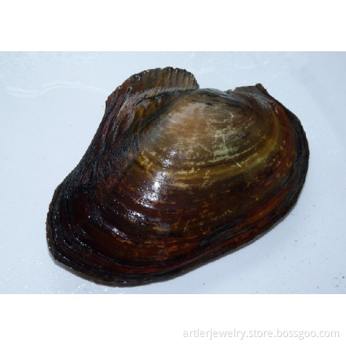 Freshwater shell raw material